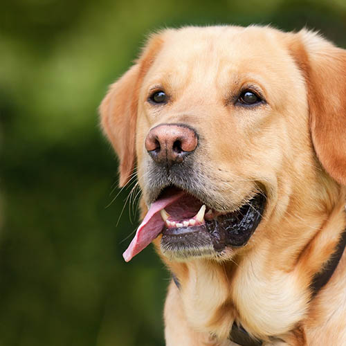  un chiot soin pharmacie Jacques Brel